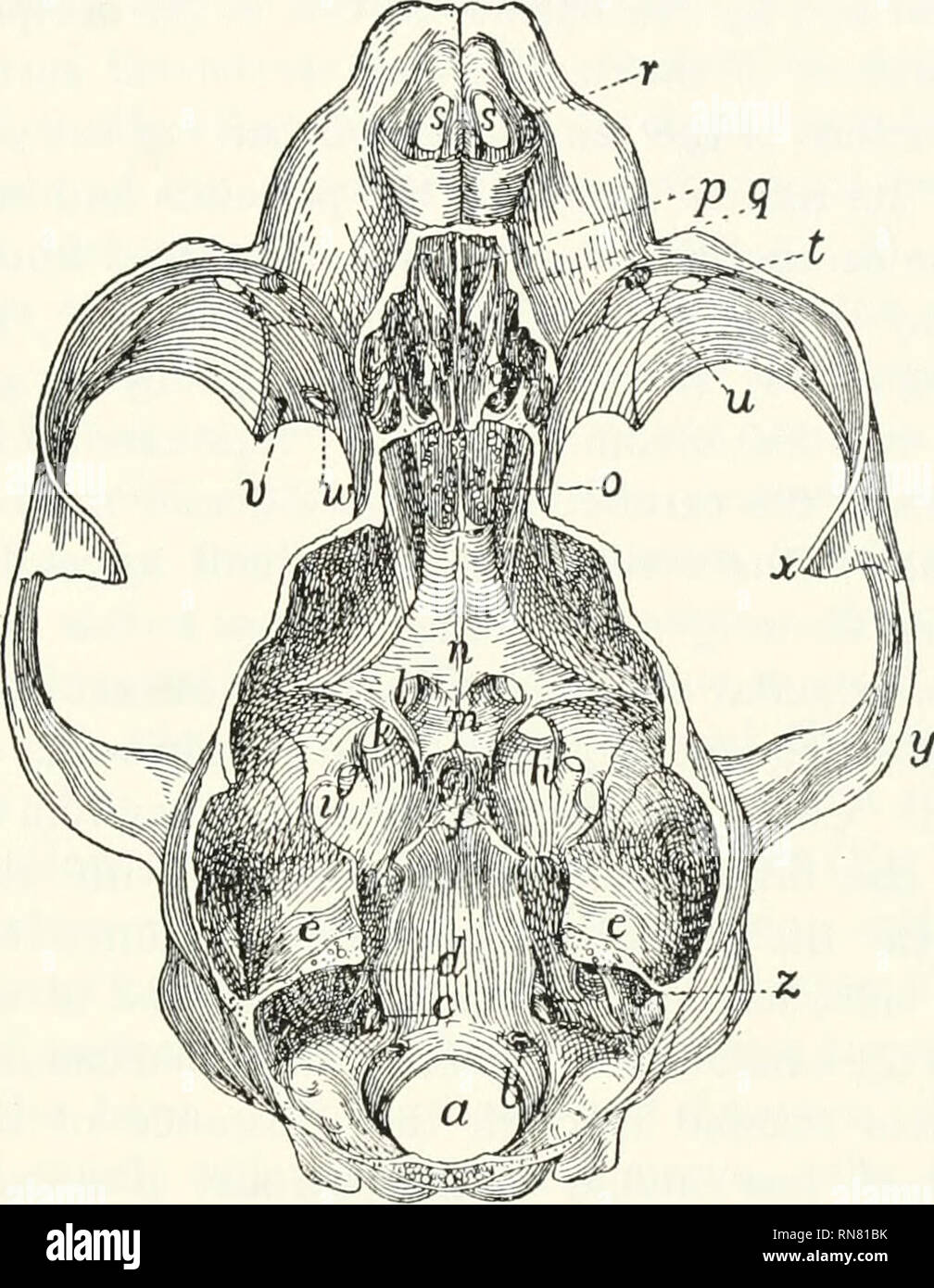 . Anatomie du chat. Les chats ; les mammifères. Le crâne. 57 palatini — free download