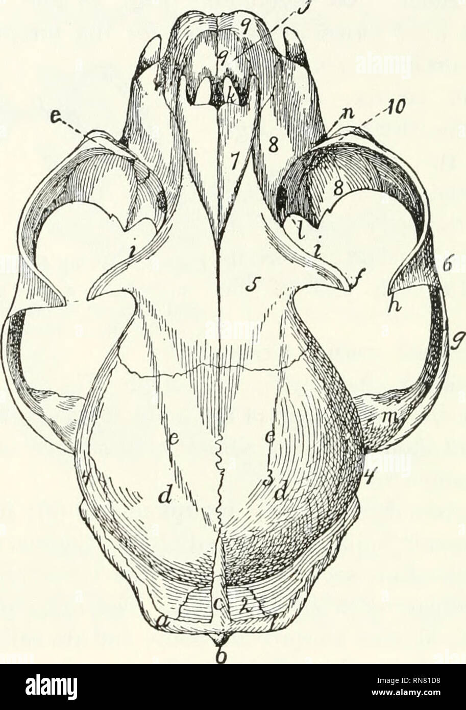 Anatomie Du Chat Les Chats Les Mammiferes 50 Le Squelette Du Chat G A Une Certaine Distance Courbe Lateralement Les Os Sont Visibles En Vue Dorsale L Occipital I Interparietal