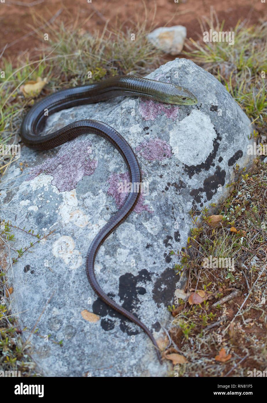 Pseudopus apodus lézard sans pattes européenne en Croatie Paklenica Banque D'Images