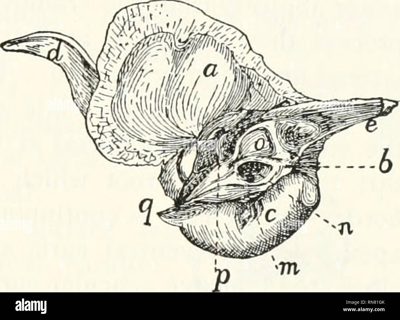 Anatomie Du Chat Les Chats Les Mammiferes Fig 22 Os Temporal Fig 23 Os Temporal Surface Interne Surface Une Partie Le Carcinome Spinocellulaire H Partie Petrous R C Partie Tympanique Anatomie Du Chat Les Chats Les Mammiferes Fig 22 Os Temporal Fig 23 Os Temporal Surface Interne Surface Une Partie Le Carcinome Spinocellulaire H Partie Petrous R C Partie Tympanique