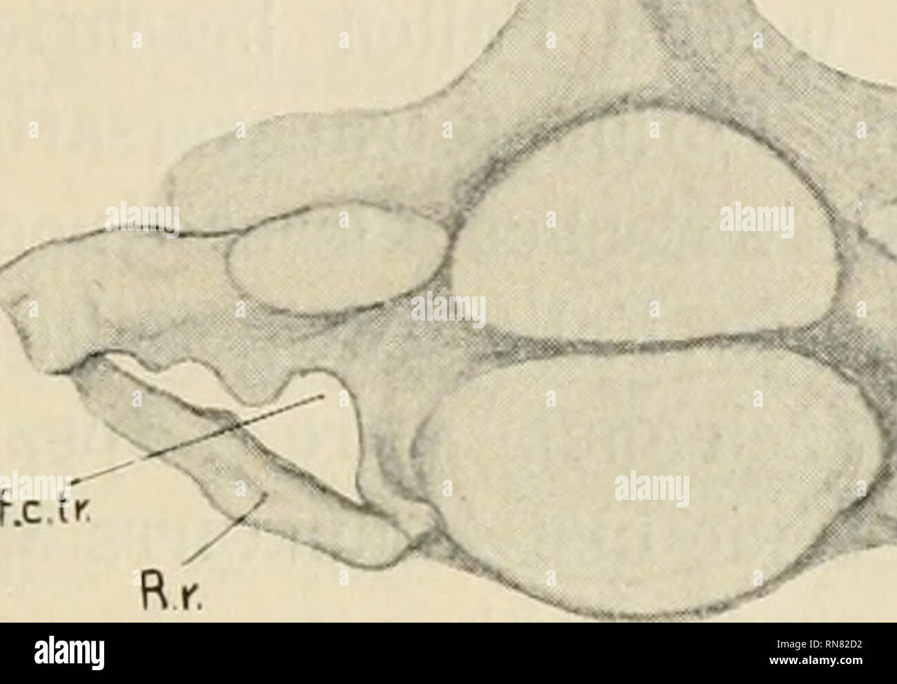 . Anatomischer Anzeiger. L'anatomie, l'Anatomie Comparée ;, comparatif. 663. Fx  % Fig. 3. 212 Museumspräparat halbschematisch gesehen von oben,. /./. Lateraler Teil des Foramen trans- versarium. f.II. Foramen transversarium Medialer Teil des. f.c.tr. Foramen costotransversarium. j.tr. Foramen trans- versarium. R.r. Rudiment der Halsrippe. Processus transversarius des 7. Halswirbels. Von Wirbelbogen Wirbelkörper zwischen dem und des 7. Halswirbels zweigniederlassungen befindenden Winkel entspringt die dünne, Knochenspange eine auf ihrem Wege zum Processus transversus desselben Wirbels eine Prominenz aufweist. Mit Banque D'Images