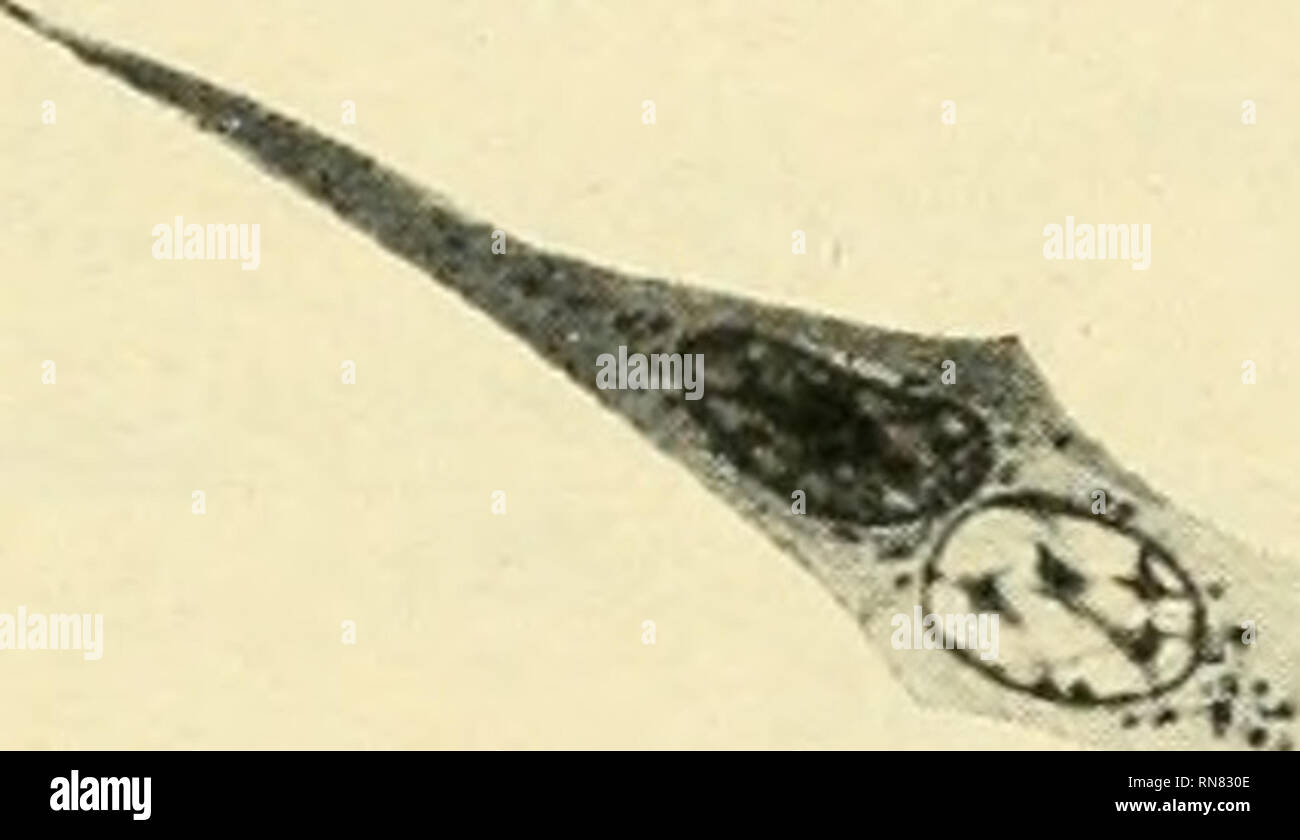 . Anatomischer Anzeiger. L'anatomie, l'Anatomie Comparée ;, comparatif. 489 zu erklären, warnra es nicht möglich ist, die Einwanderung solcher Zellen nachzuweisen, a été doch den anderen Forschern allen à gelang saurait. Die Zellen sind in ihrer Morphologie und ihrem Verhalten den Farbstoffen et tellement charakteristisch, dass es leicht möglich sein müßte, eine solche Einwanderung und das Vorhandensein, gleichartigen Zellenfornien im Bindegewebe nachzuweisen. Es handelte sich um 41 Wanderzellen, könnte man auch kaum erwarten, dass sie sich im Epithel fast überall in von den umgebenden Zellen Banque D'Images