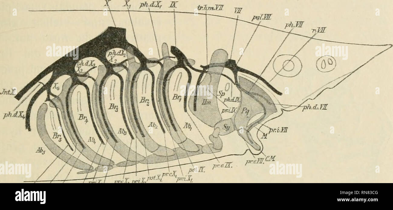 . Anatomischer Anzeiger. L'anatomie, l'Anatomie Comparée ;, comparatif. 489 mihi ist à la Fig. 2, welche nach einem Präparat, auf dem die Rede dans gesellschaftszweck Nerven von der Seite ventralen bloßgelegt sind, gezeichnet und ist, wo ihre Beziehungen zur Schlundregion Kiemenbogen klarliegen dem und zu sehen zu,. Dass diese Aeste des Vagus (branchiomere metamere streng) Bildungen sind, ist ohne weiteres aus den Abbildungen ersichtlich. Nachdem ich die Anwesenheit der Nerven dans der Vagusregion, d. h. im Gebiet der funktionierenden Kiemen. gefunden bei Acipenser, entstand für mich selbstverständlich d Banque D'Images
