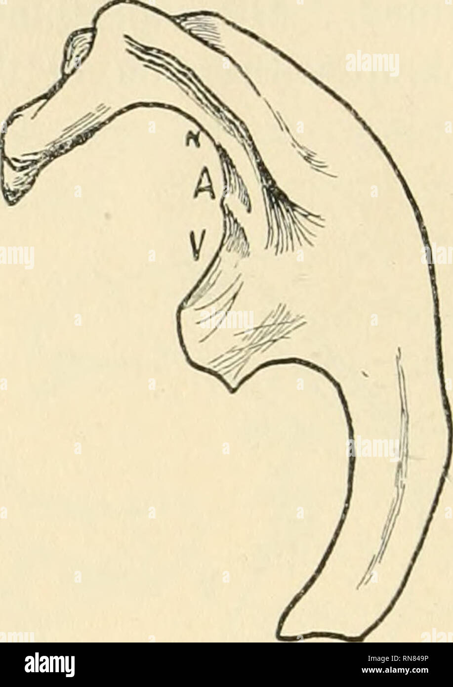 . Anatomischer Anzeiger. L'anatomie, l'Anatomie Comparée ;, comparatif ...