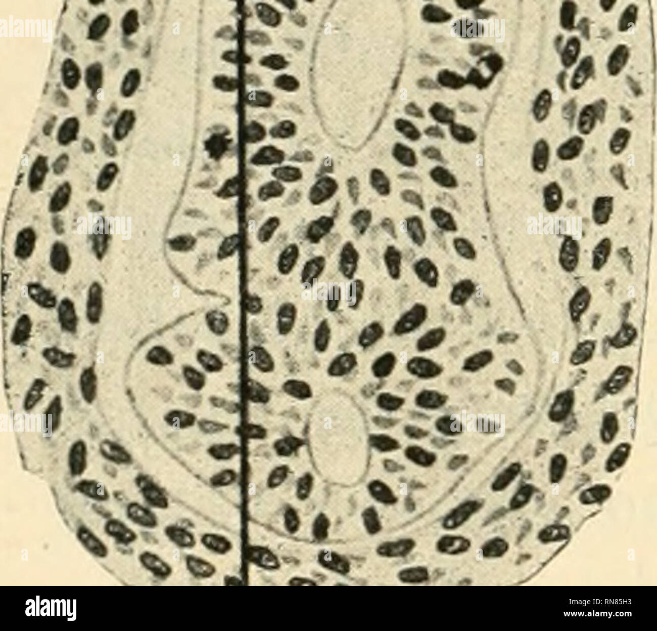 . Anatomischer Anzeiger. L'anatomie, l'Anatomie Comparée ;, comparatif. 162. Le schéma 4 e 5 rappresentano una sezione trasversale dell' e del intestino pancréas ventrale a livello rispettivamente della prima e della seconda cavita. Le figure 2 e 3 che rappresentano le ricostruzioni plastiche di- chiararaente mostrano venir il pancréas ventrale sia non altro che uno della spessimento diverticolo epatico parete caudale del e della por- zione piü vicina della parete ventrale deli' dans- estino : una serait pour- mazione imparl e mediana situata perfetta quasi- mente sulla linea mediana, venir dimostra Banque D'Images