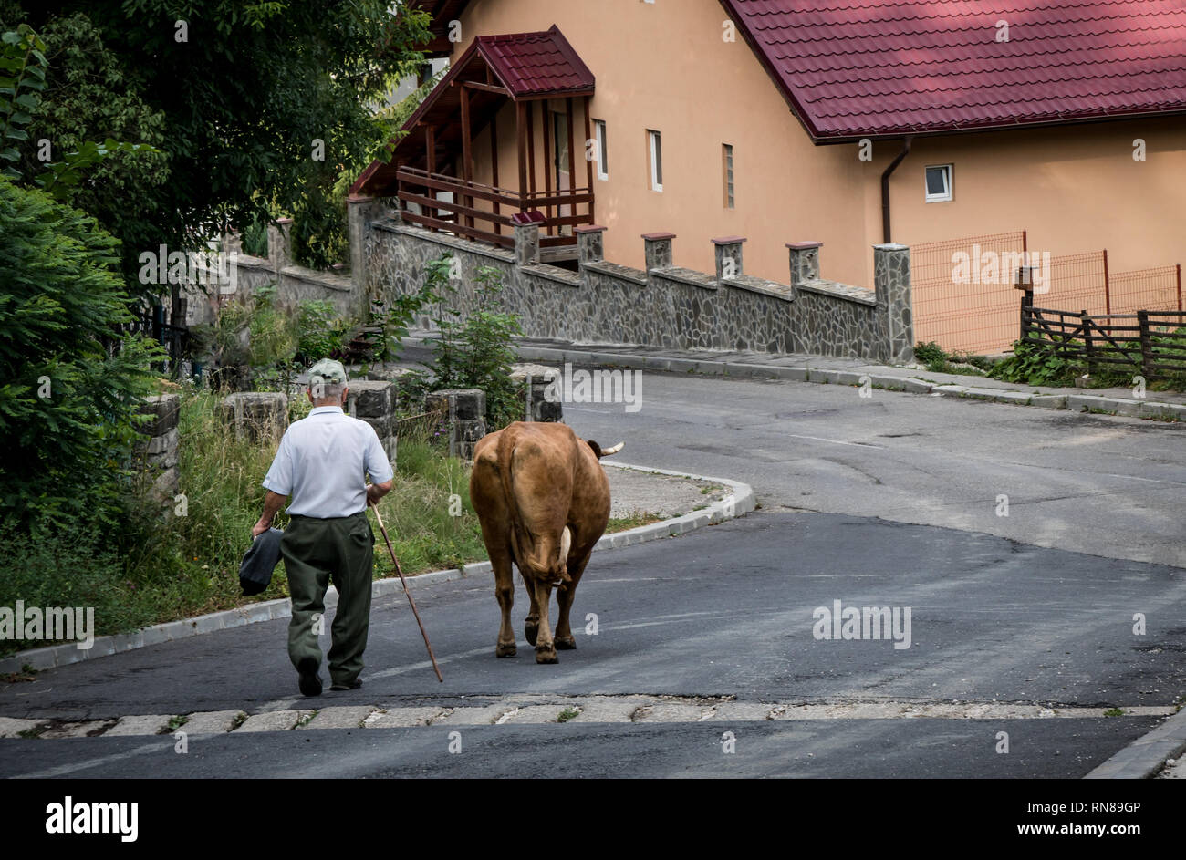 L'homme et la vache qui marche dans la rue en ville roumaine, un moment de la vie quotidienne. Banque D'Images