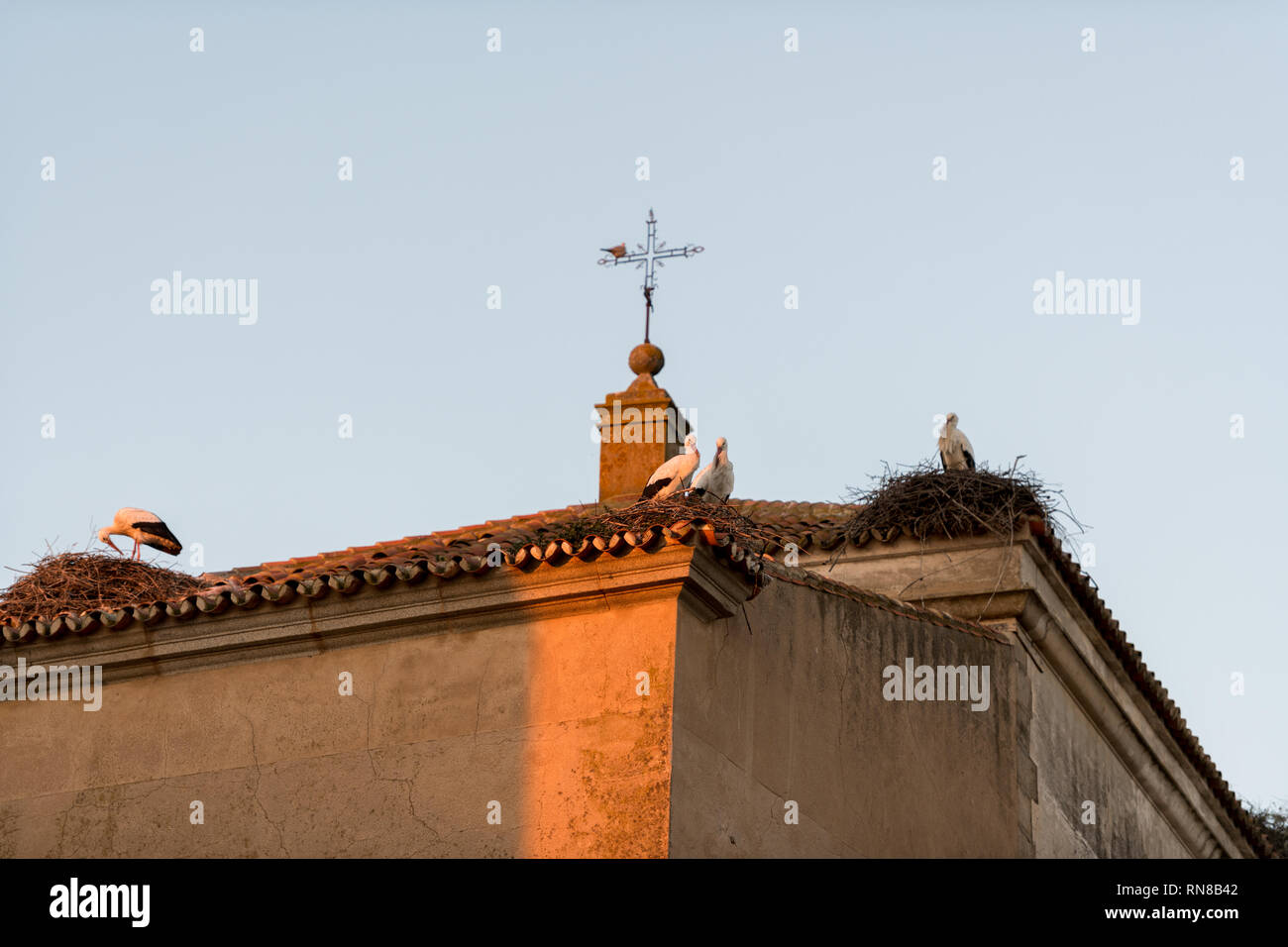 Les cigognes perchées sur les toits d'une église à Medellin Banque D'Images