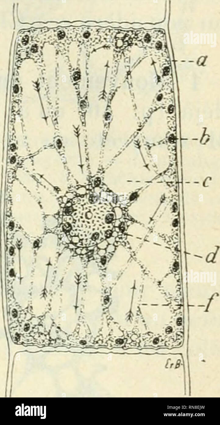 . Anatomie et physiologie végétales à l'usage des étudiants en sciences naturelles des universités, des élèves à l'Institut agronomique, des écoles d'agriculture, etc. anatomie végétale ; physiologie végétale. M () [ ? V K M F,NÏS INTHAC KI.I.l' I.Al RF.S (le la l'ace supérieure des feuilles exposéeà la pleine lumière du jour, par rapport à ces mômes feuilles placées à l'ombre ou à l'obscurité. Le mouvement intracellulaire ne doit pas être considéré comme une fonction purement intrinsèque, liée seulement à la nature du protoplasme, et indépendante du milieu am- biant ; il résulte, au contraire, comme à Banque D'Images