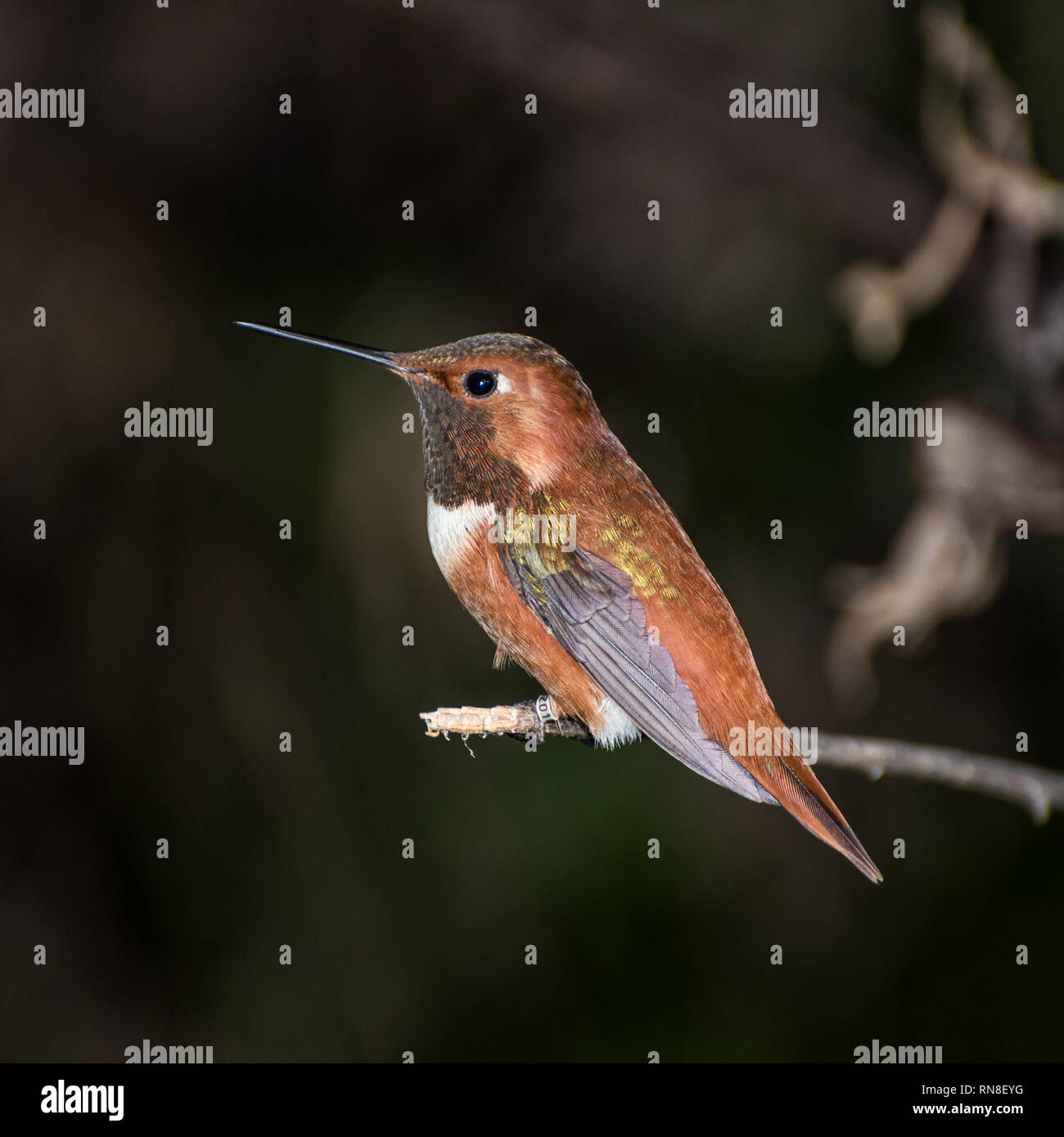Perché sur le Colibri Limb Banque D'Images