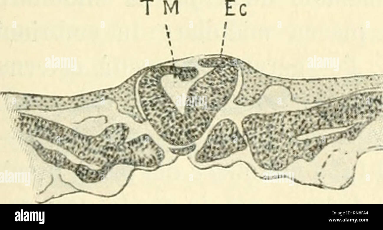 . Anatomischer Anzeiger. L'anatomie, l'Anatomie Comparée ;, comparatif. 405 Fiualraente giuuge si con le sezioni autres linea primitiva, venir di- mostrauo la mk marketing del tre foglietti luogo blastodermici la linea moi- diana e la stessa linea primitiva che comparisce in forma di solco contorno sul dorsale. II secondo embrione che merita esame speciale de l'onu e quello ot- tenuto dair uovo Y, che era stato verniciato dans gran parte, in modo da essere rimasto libero'il polo acuto. Quest' embrione, lungo 4 mm, dans scomposto venne 260 sezioni trasversali. Nella testa ho no- tato le vescicole cerebral ! Banque D'Images