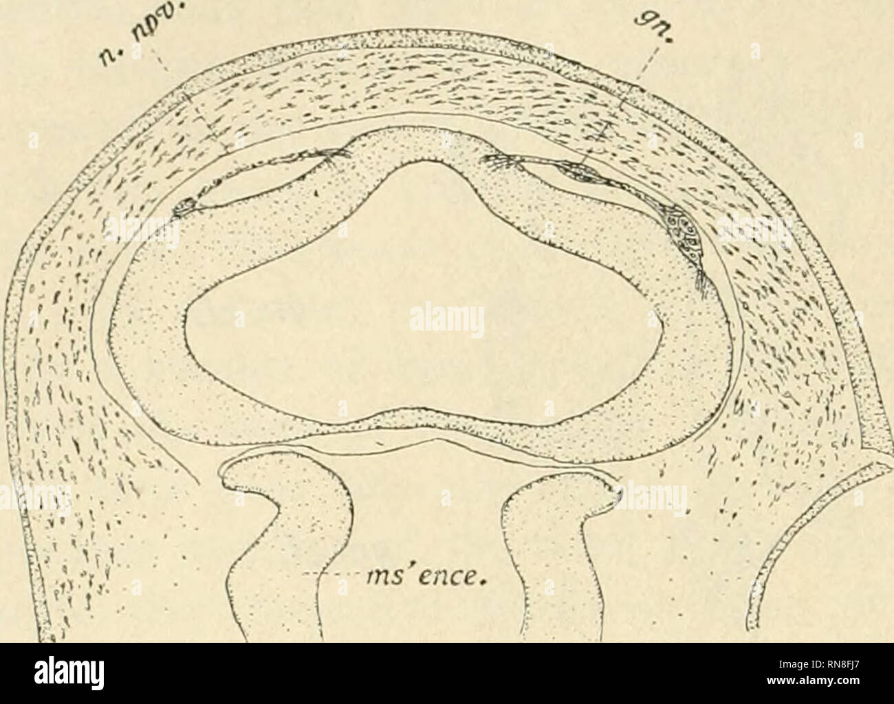 Anatomischer Anzeiger L anatomie L Anatomie Compar e Comparatif anatomischer-anzeiger-l-anatomie-l-anatomie-compar-e-comparatif