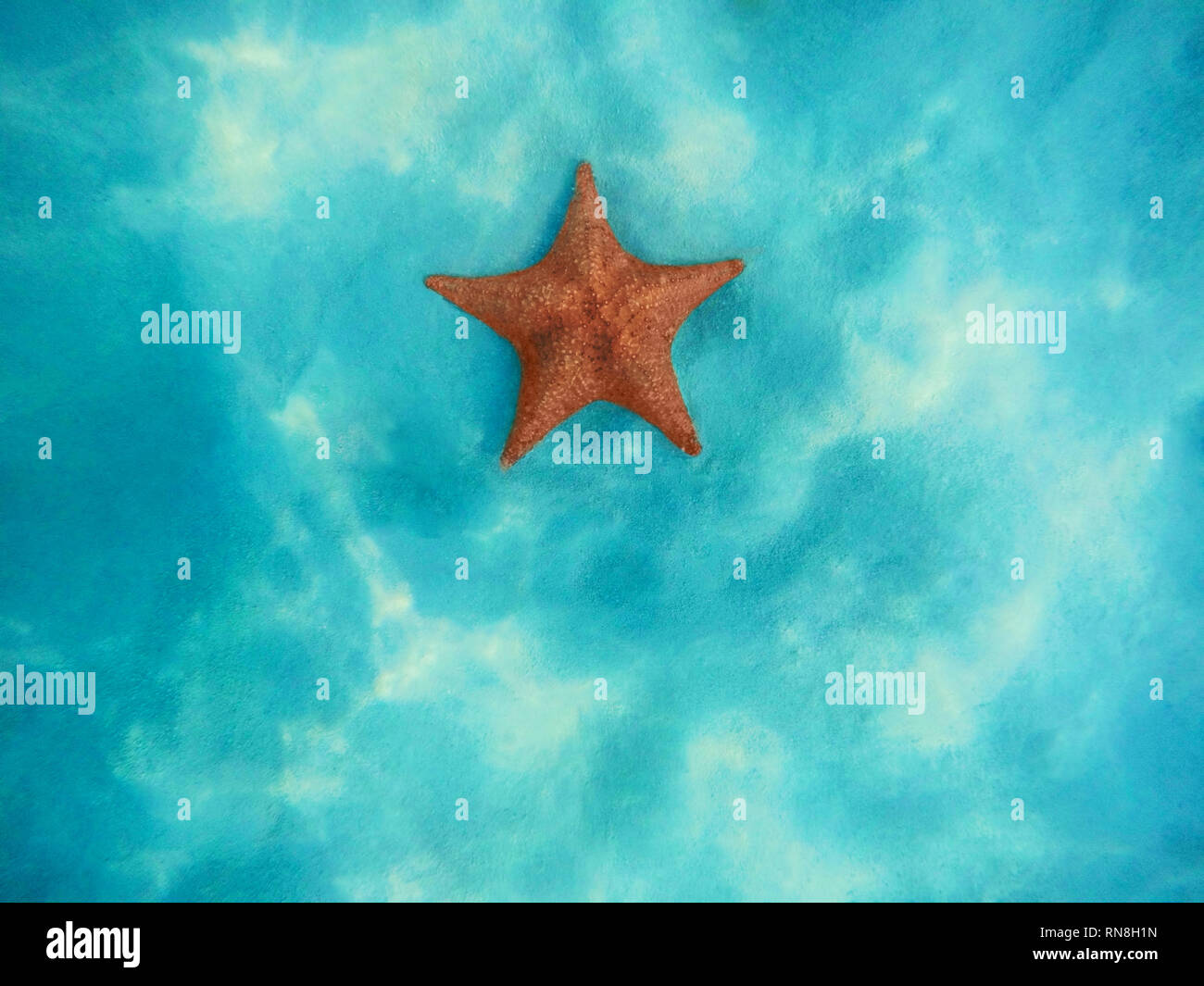 Sous l'étoile de mer sur du sable blanc dans la mer des Caraïbes. Arrière-plan de Punta Cana. Banque D'Images