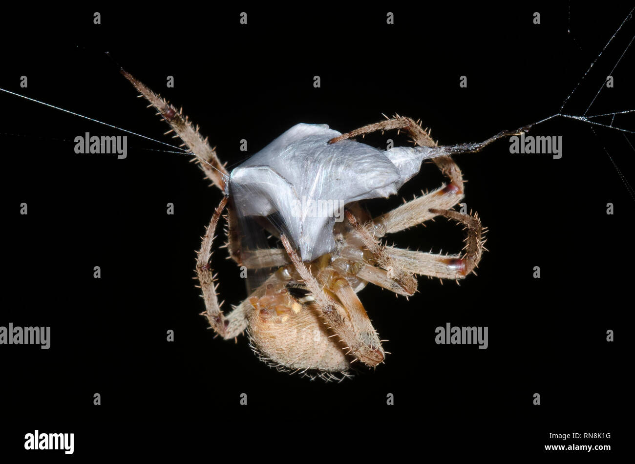 Orb Weaver, Neoscona tacheté sp., enveloppement longicorne asiatique, Cerambycidae, proies Banque D'Images