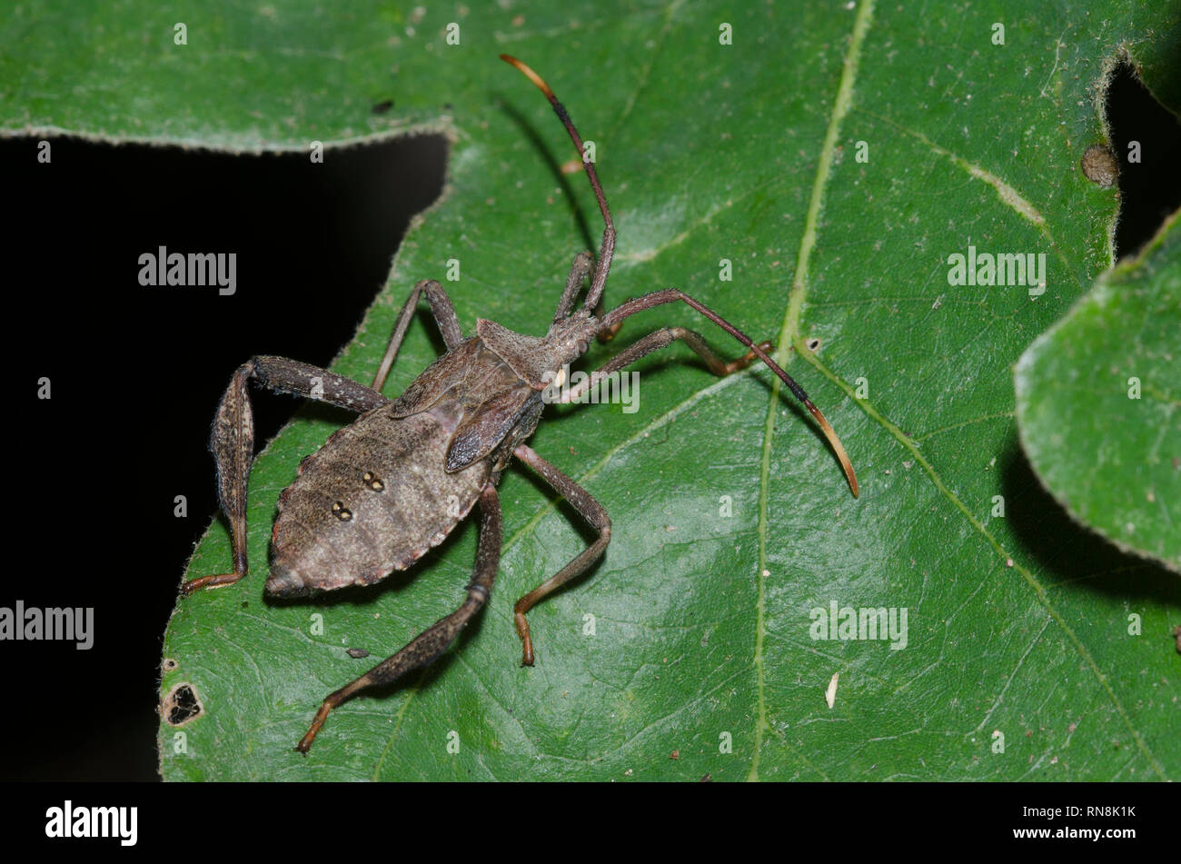 Leaf-footed Bug, Acanthocephala sp., nymphe Banque D'Images