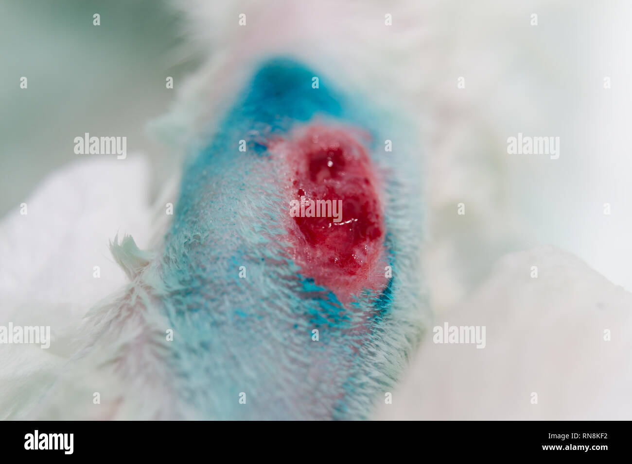 La blessure au pied d'un chat qui n'a pas tendance à guérir, une chéloïde Banque D'Images