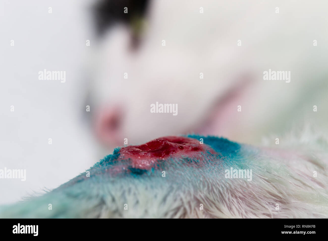 La blessure au pied d'un chat qui n'a pas tendance à guérir, une chéloïde Banque D'Images