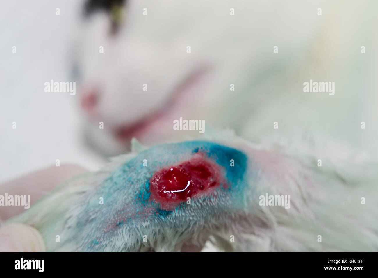 La blessure au pied d'un chat qui n'a pas tendance à guérir, une chéloïde Banque D'Images