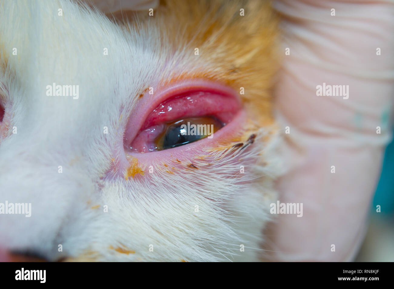 Chat Avec Conjonctivite Infectieuse Tres Enflammes Conjonctive Photo Stock Alamy