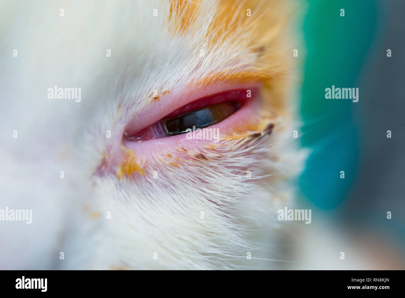 Chat Adulte Avec L Infection A Herpesvirus Et Conjonctivite Purulente Photo Stock Alamy