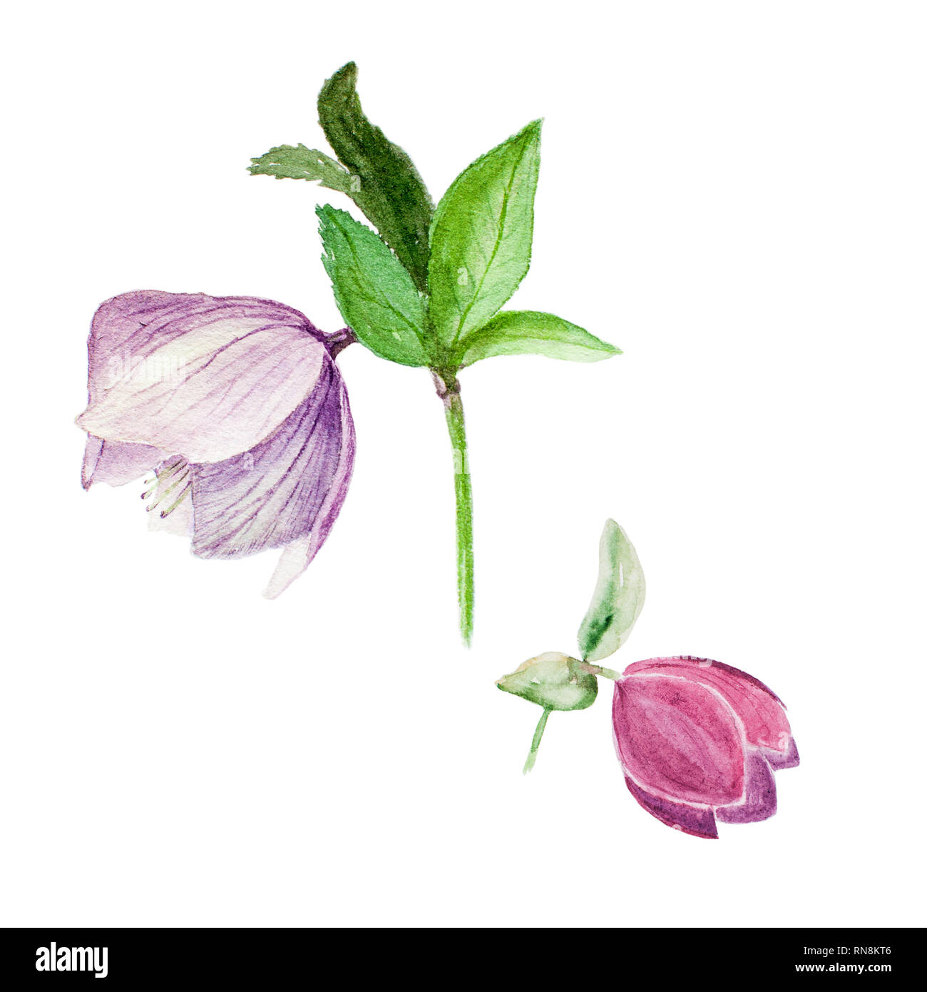 Aquarelle illustration botanique de deux graines hellébores isolé sur fond blanc Banque D'Images