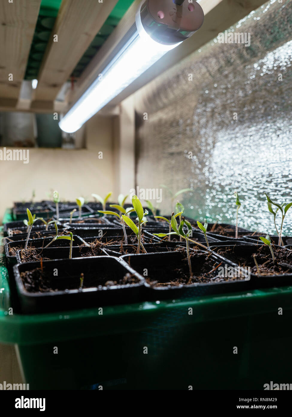 Les semis de tomates poussent de plus en plus à l'intérieur sous une lumière. Banque D'Images