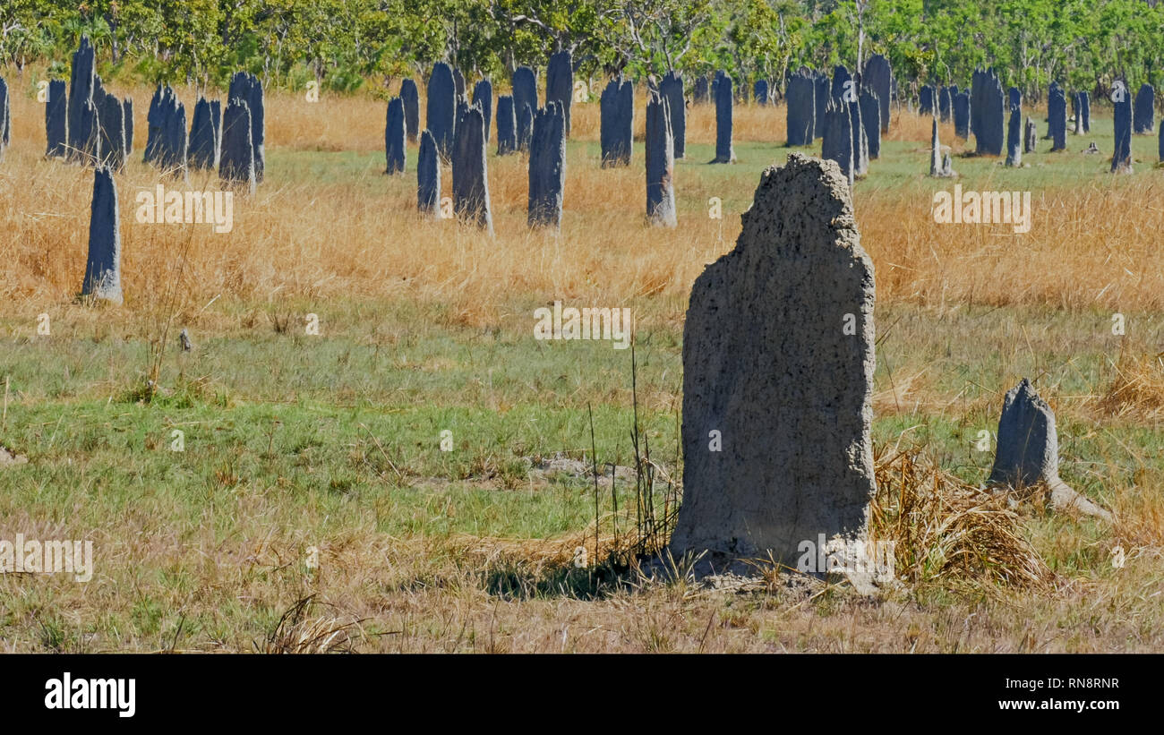 Un gros plan d'termitière magnétique en Australie dans le territoire du nord Banque D'Images