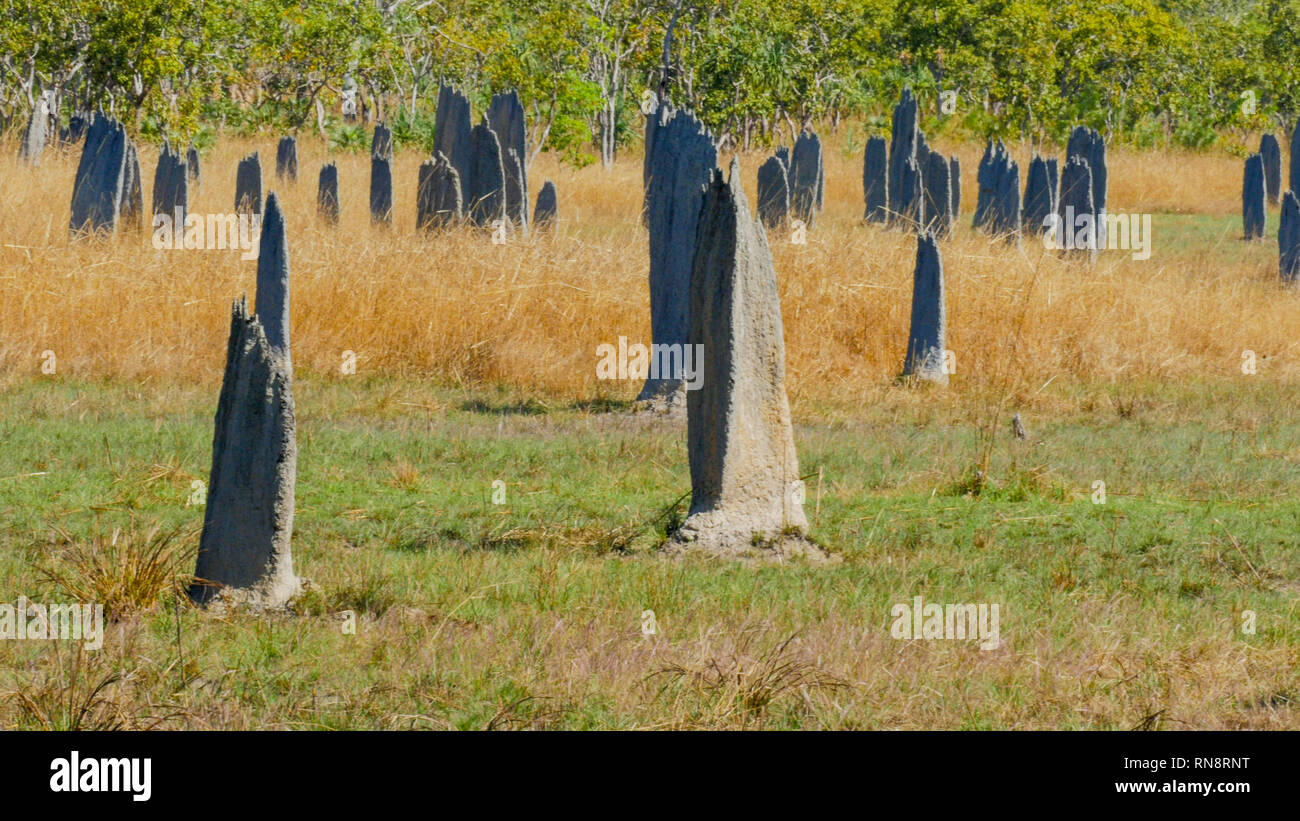 Gros plan des termitières magnétiques à litchfield Banque D'Images