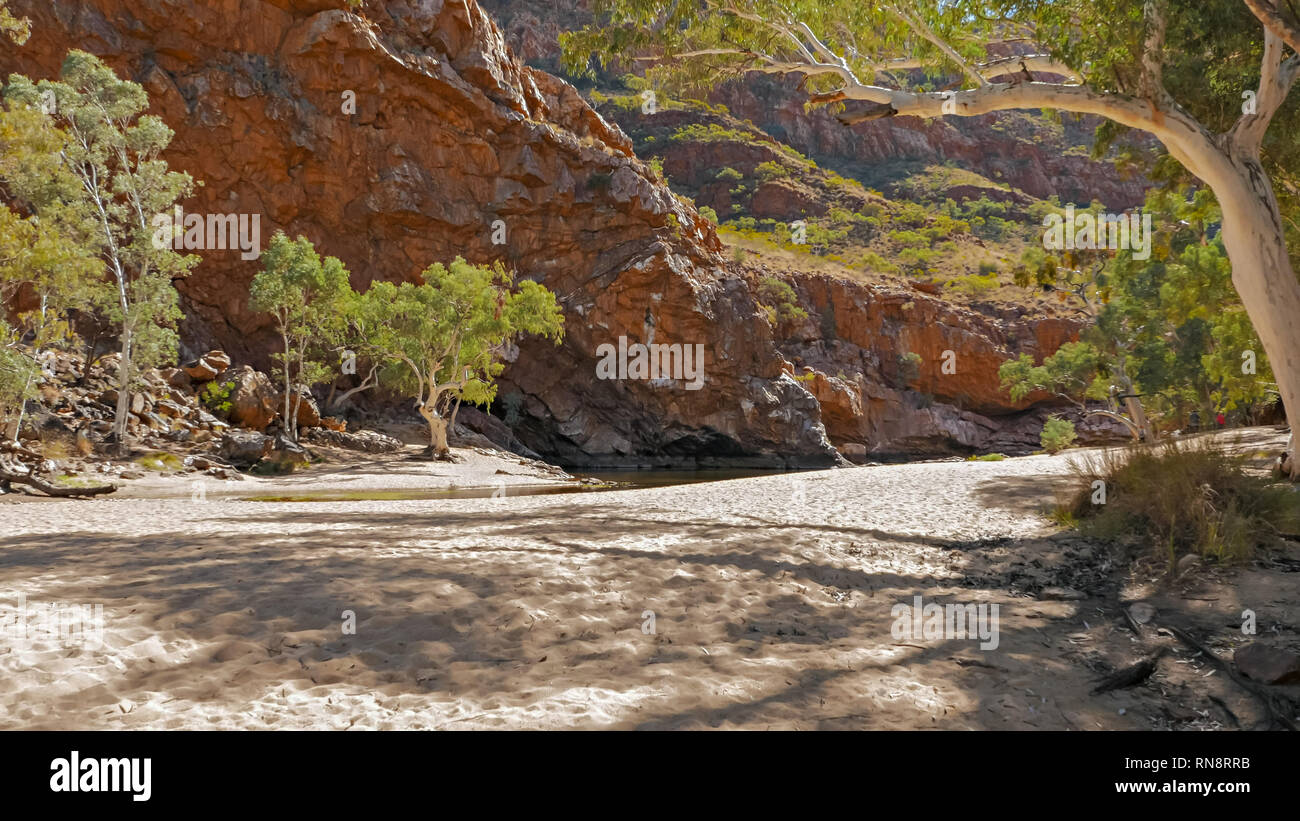 Un plan de croissance de gommes ghost ormiston gorge Banque D'Images