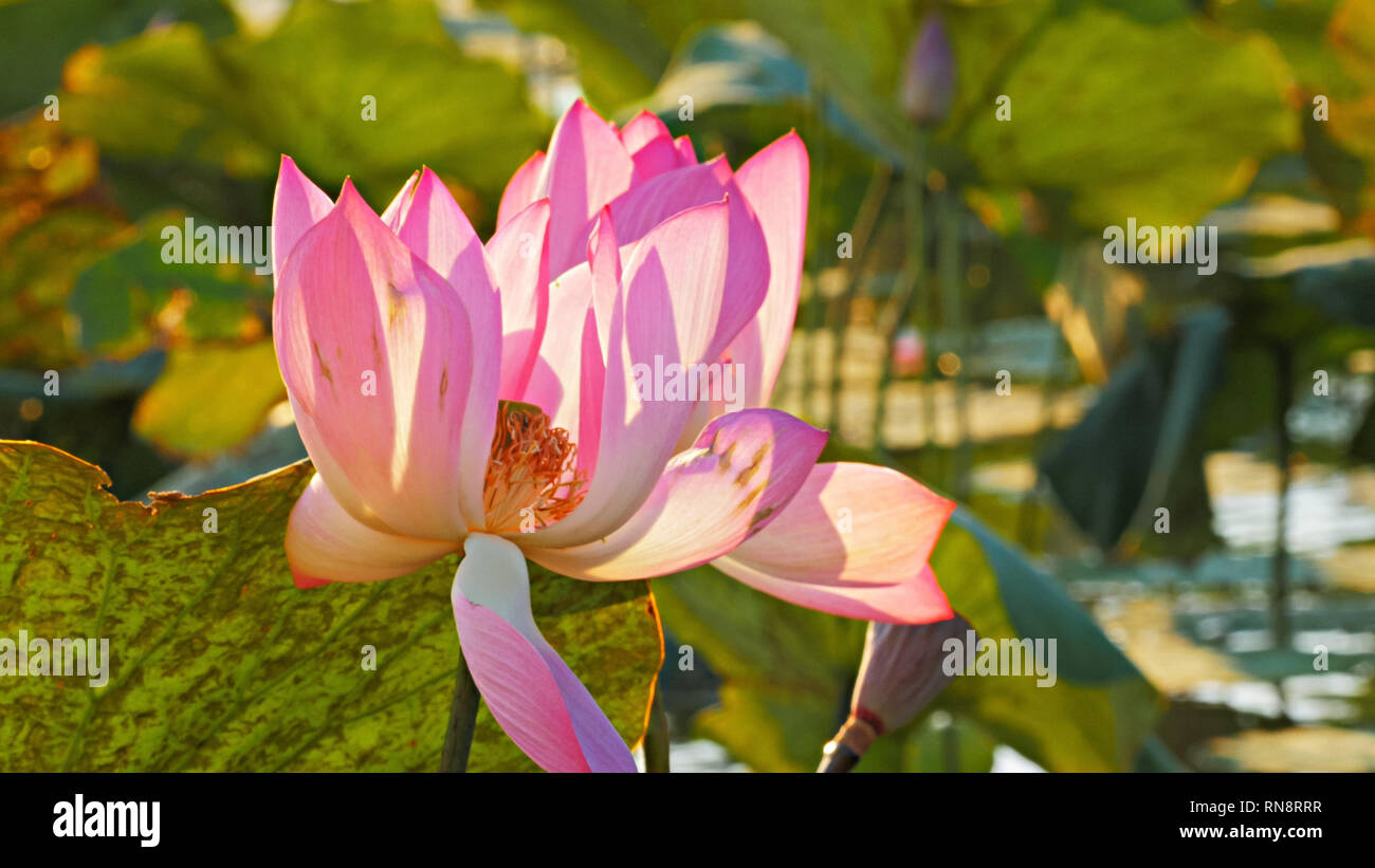 En gros plan des jolies fleurs roses d'un lotus lily Banque D'Images