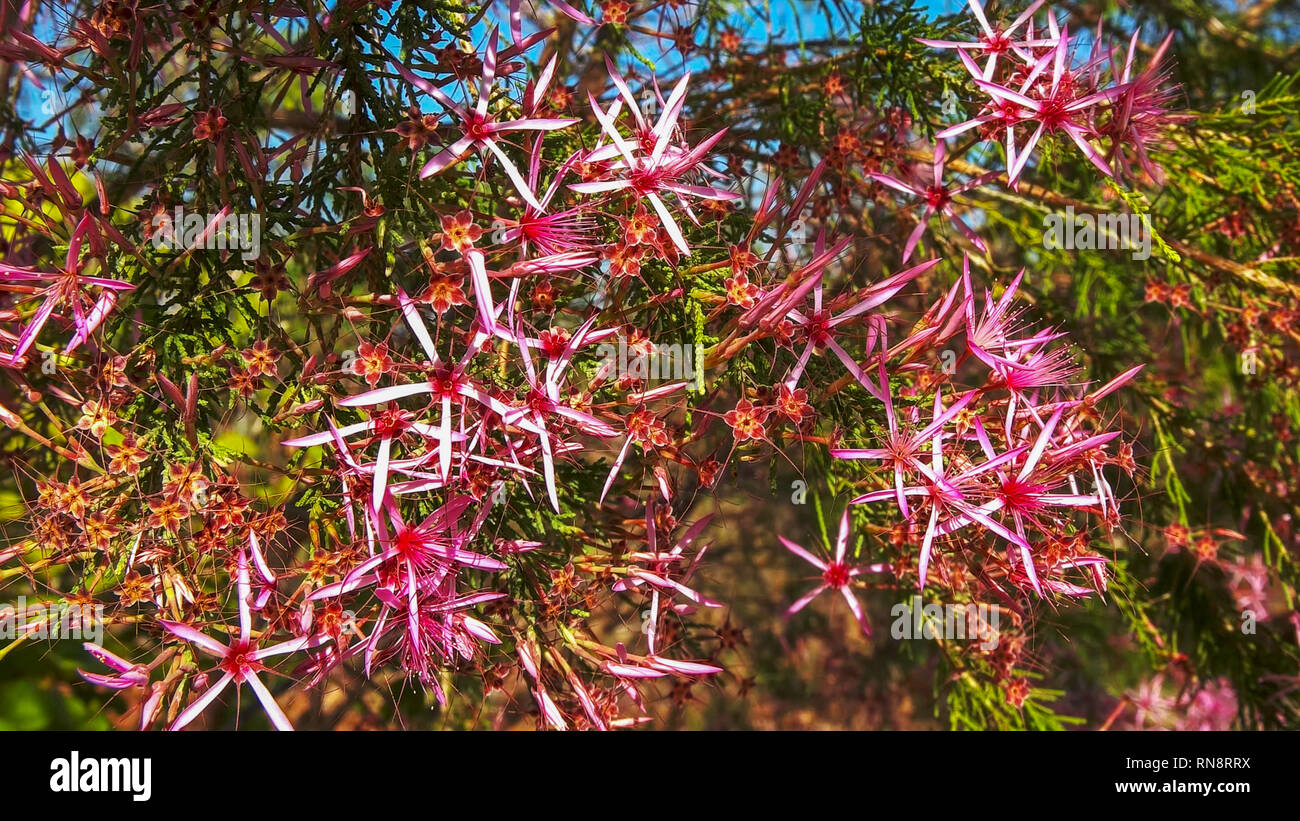 Close up de la jolie rose des fleurs sur un Calytrix exstipulata bush, Turquie Banque D'Images