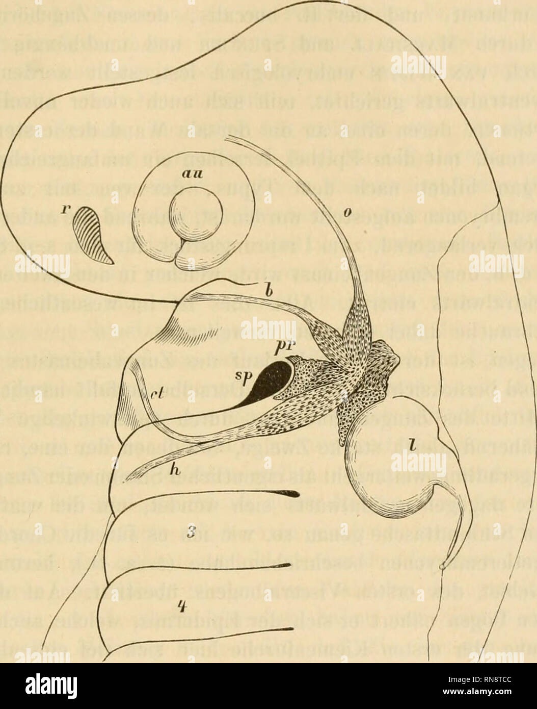 . Anatomischer Anzeiger. L'anatomie, l'Anatomie Comparée ;, comparatif. 489 Bei von Embryonen Torpedo ocellata^), welche in das von Balfour mit L bezeichnete Stadium (nach der allgemeinen Entwicklungshöhe ungefähr entsprechend dem Ende des ersten Monats menschlicher Embryonen) eingetreten sind (vergl. den nebenstehenden Holzschnitt,). Kopf eines von embryon Torpeda ocellata aus dem von Balfour mit L bezeichneten Stadium. Kiemenanhänge weggelassen Die sind. Protilansieht eingetragenem- Acustico mit Facialis. Vergr. SOlach. Augenblase b L., au bucealis. H Chorda tympanique (R. met. ext.), h R. hyoideu Banque D'Images