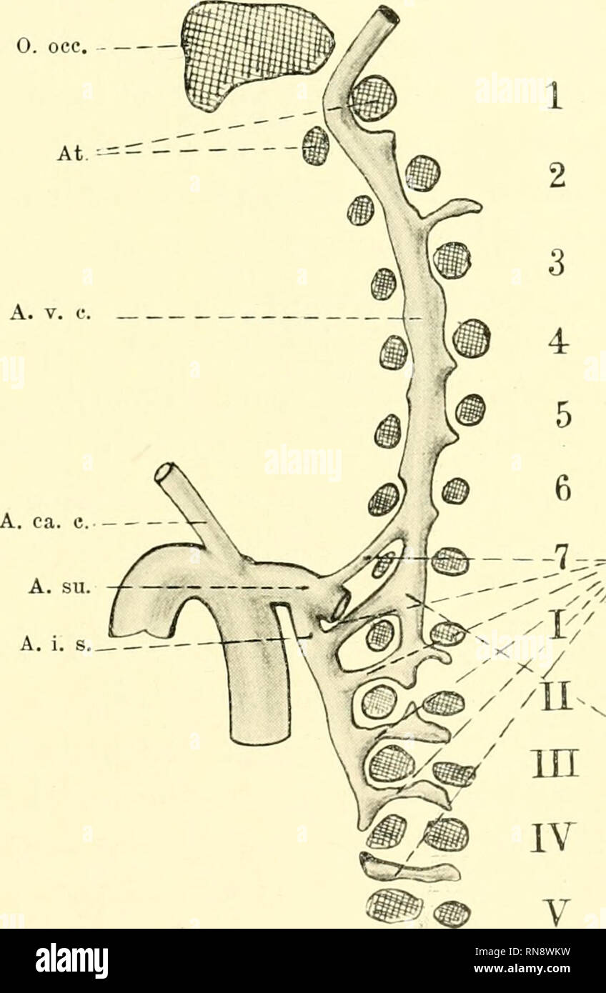 . Anatomische Hefte. Von der Arteria vertebralis thoracica der Vögel et Säuger. 567 steht. Längsanastomosenkette forme modèle die der A. vertebralis setzt sich als im Halsteil bedeutend schwächer durch das VII. Foramen transversarium et und durch das I. II. CostotransYersarium foramen fort und dabei durch die isl arterien- segmentaire mit der A. intercostalis suprema Zusammenhang. II L'embryon, 11,5 mm Länge grösste, Sagittalschnittserie. (Beistellende Profilrekonstruktion Textfig S.,. 3.) aus der linken A. subclavia gehen une einander- et liegenden Punkten zwei Äste ab : die A. vertebralis Banque D'Images