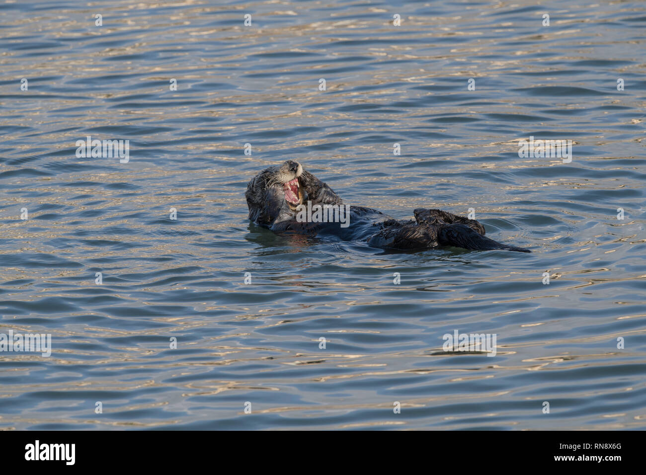 La loutre de mer de Californie Banque D'Images