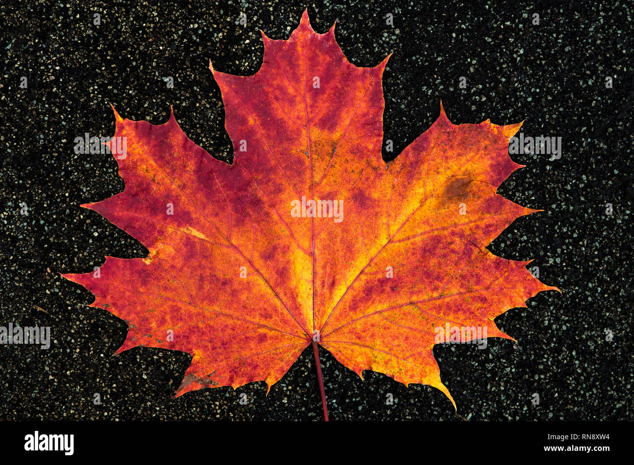 La fin de l'automne avec de la feuille d'érable en décomposition, close-up Banque D'Images