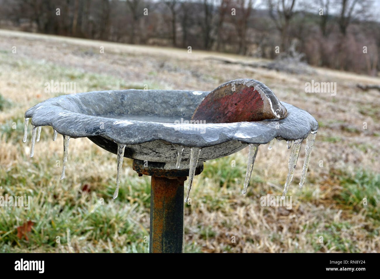La pluie verglaçante et de glaçons sur gazon, arbustes, conifères, cabane et bain d'oiseaux Banque D'Images