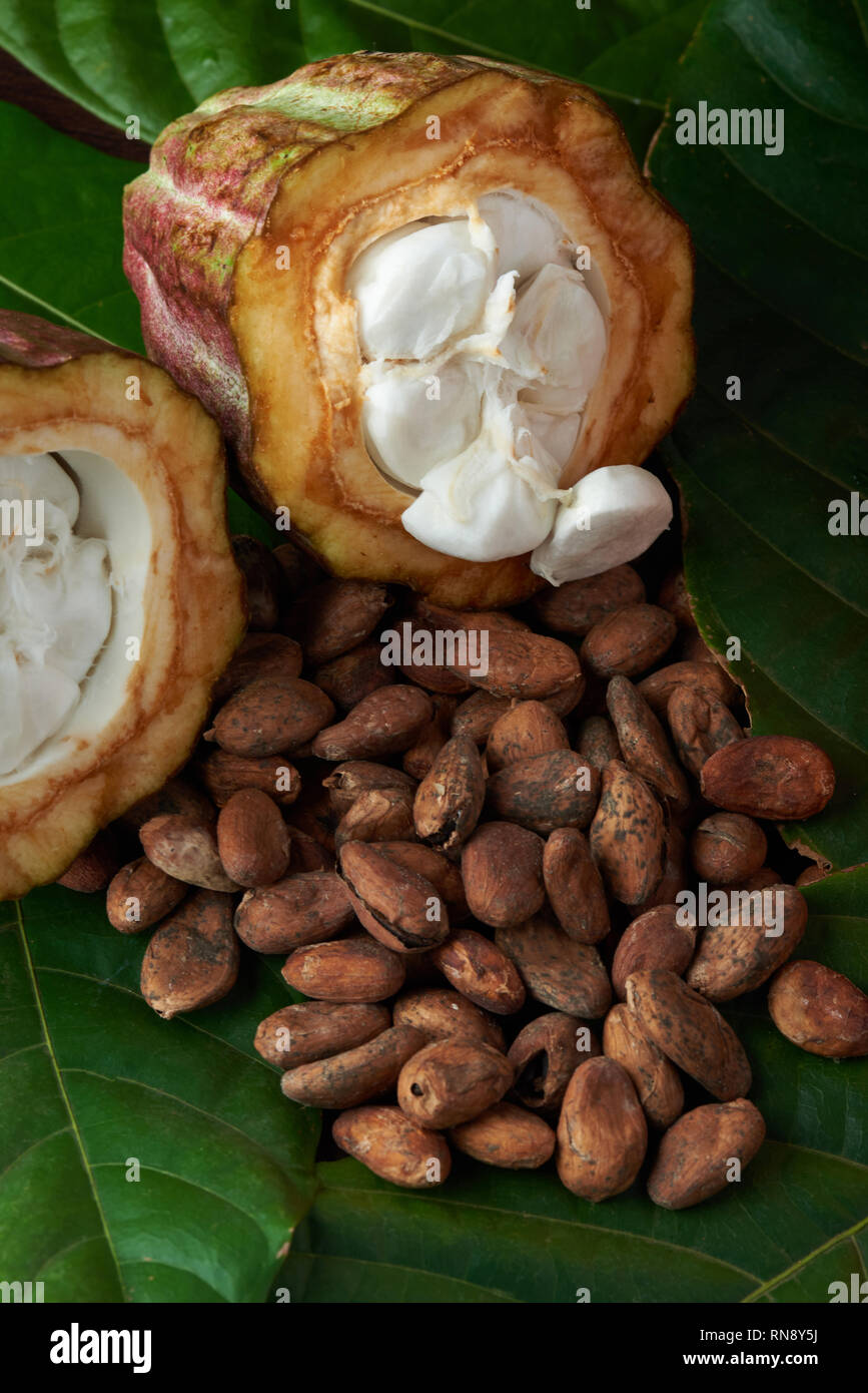 Les fèves de cacao sec avec du cacao ouvert sur fond naturel pod Banque D'Images