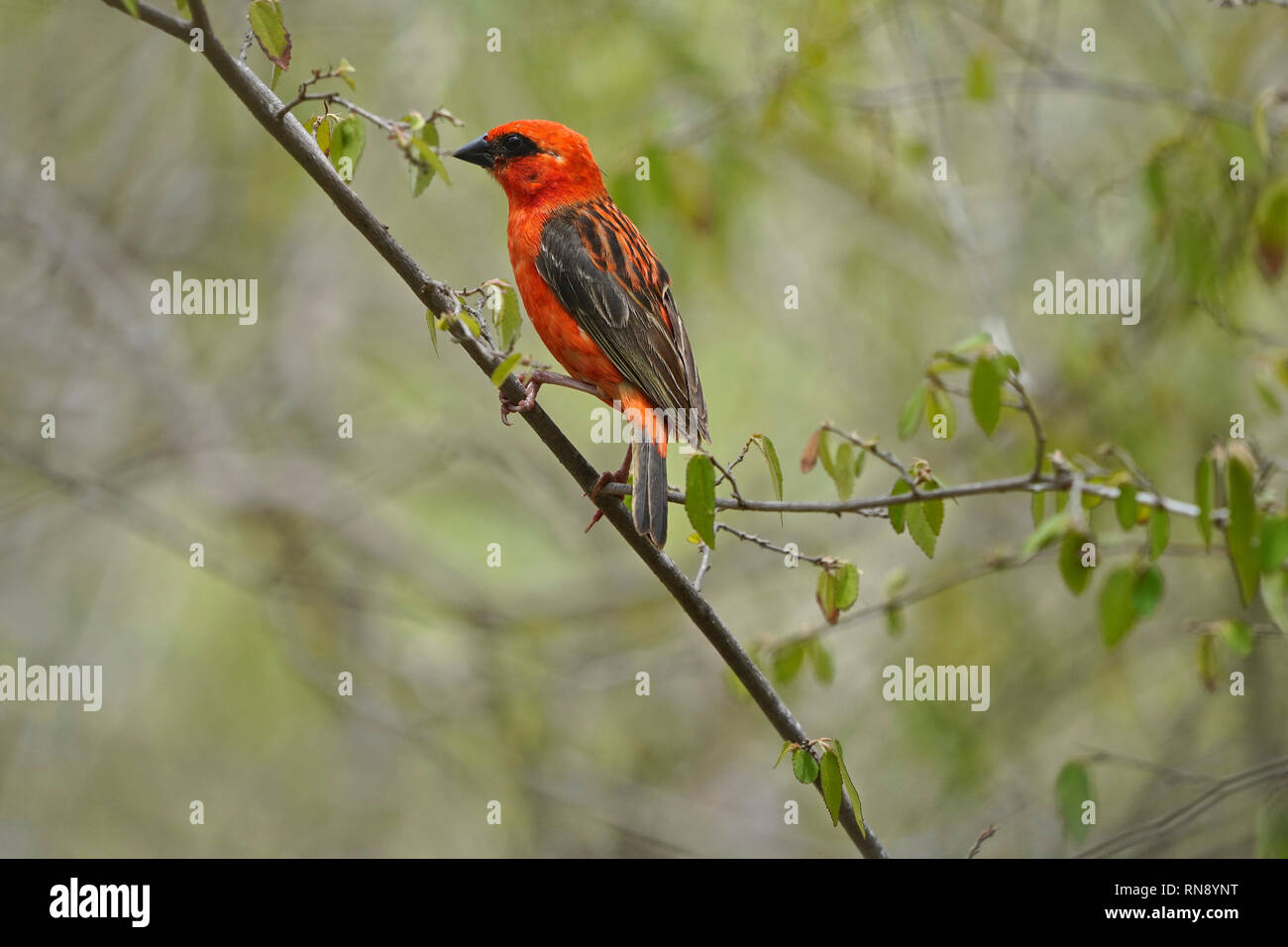 Foudia madagascariensis, Fody rouge), également connu sous le nom de Cardinal, Fody Fody rouge malgache Banque D'Images