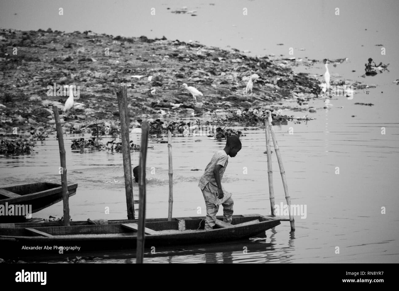 Poissons et oiseaux sur l'eau Banque D'Images