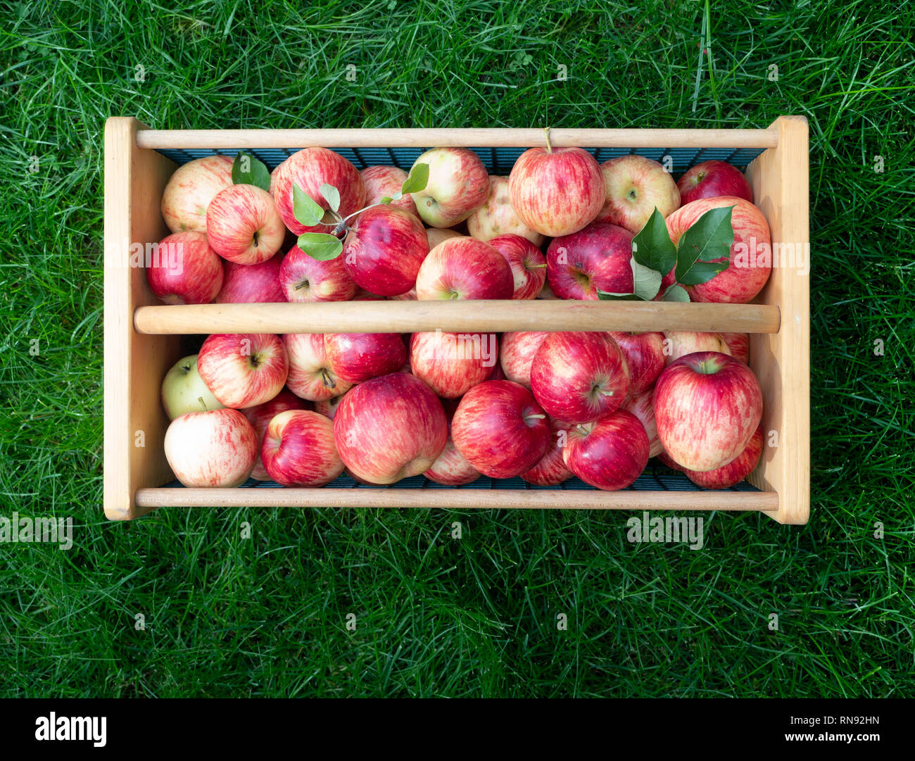 Bois et panier avec des pommes fraîchement cueillies mûres, assis sur l'herbe verte et luxuriante. Photographié à partir de ci-dessus. Banque D'Images