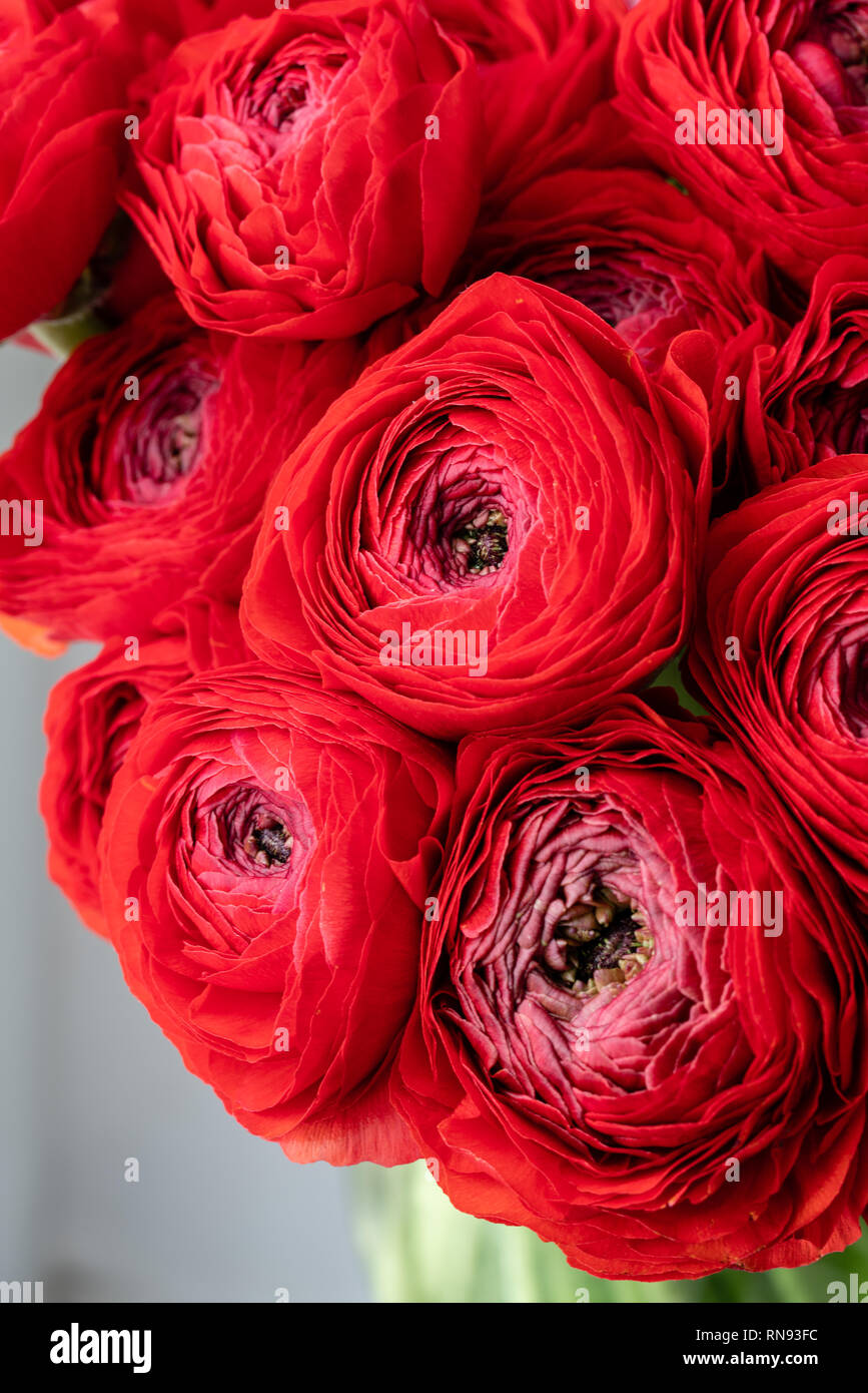 Renoncule de Perse. Bouquet de renoncules rouge fleurs dans vase en verre.  Papier peint à fleurs. La texture de la fleur Photo Stock - Alamy