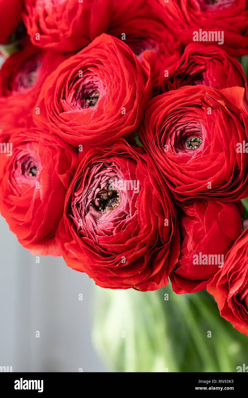 Renoncule de Perse. Bouquet de renoncules rouge fleurs dans vase en verre.  Papier peint à fleurs. La texture de la fleur Photo Stock - Alamy