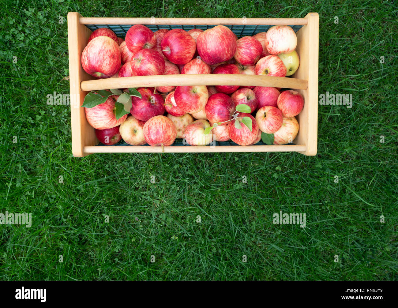 Bois et panier avec des pommes fraîchement cueillies mûres, assis sur l'herbe verte et luxuriante. Photographie a copier l'espace. Banque D'Images