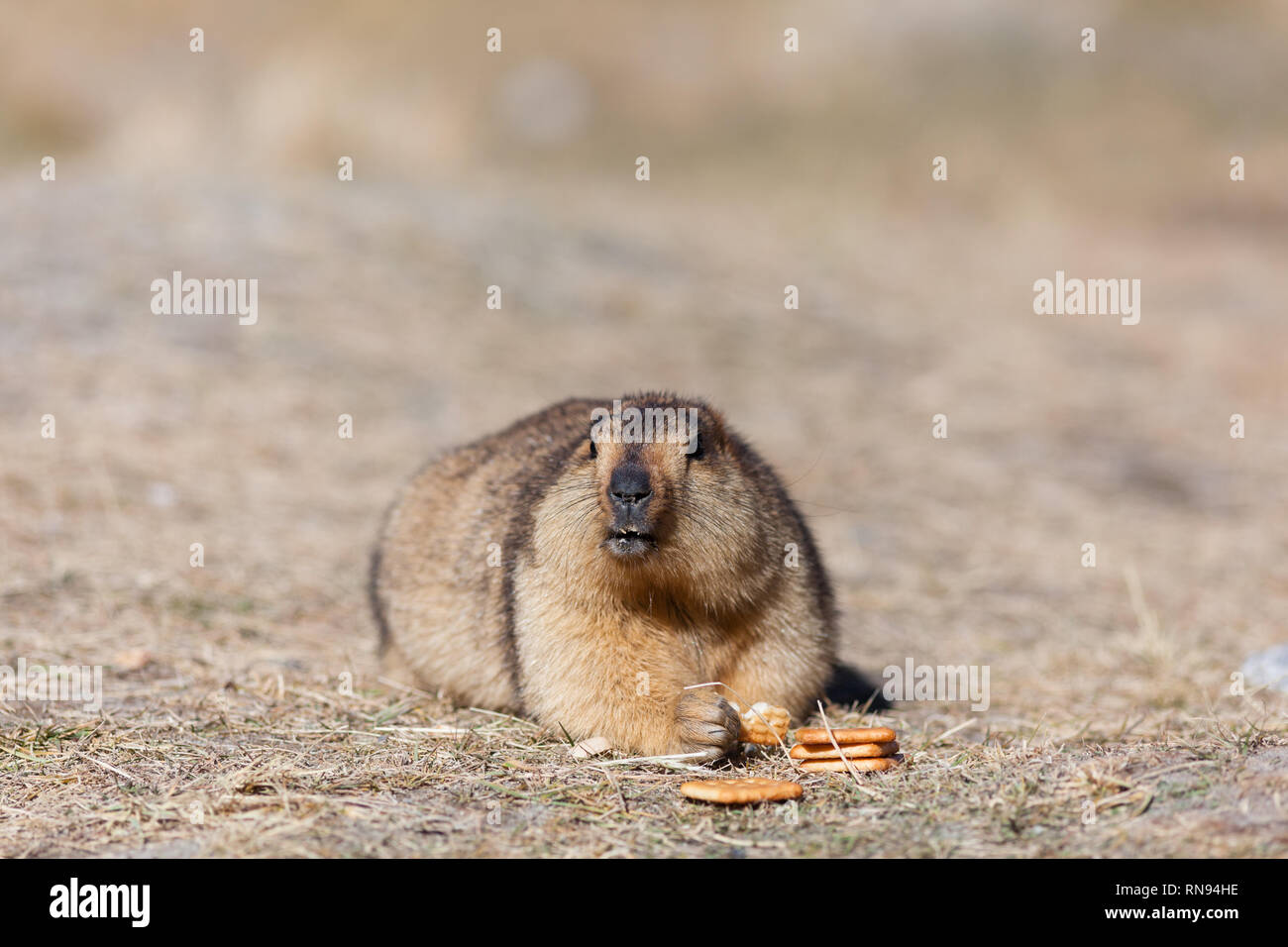 Tourisme irresponsable marmotte : manger des biscuits apportés par les touristes malgré la demande du conseil à proximité pour ne pas nourrir les animaux sauvages, Ladakh, Inde Banque D'Images