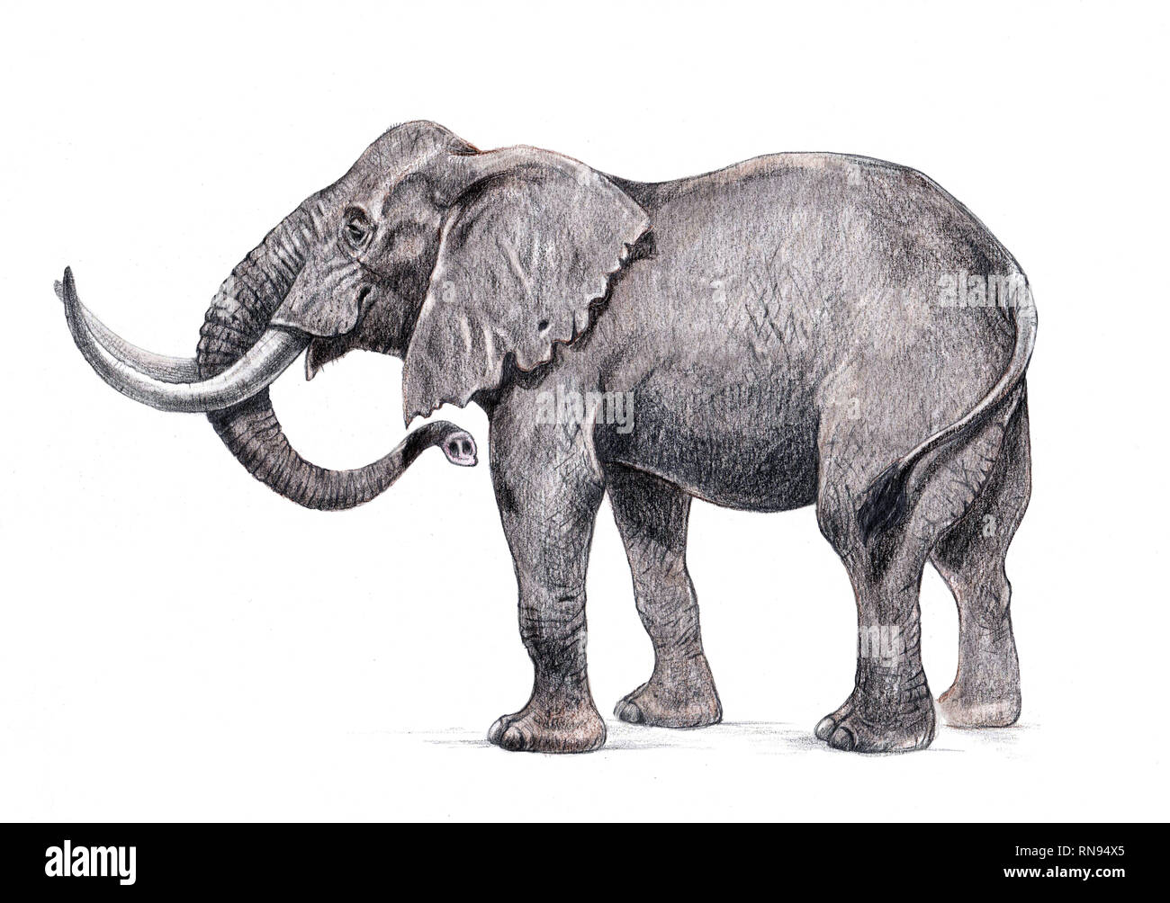 Illustration de l'eléphant d'Afrique. Dessin au crayon à la main. Banque D'Images