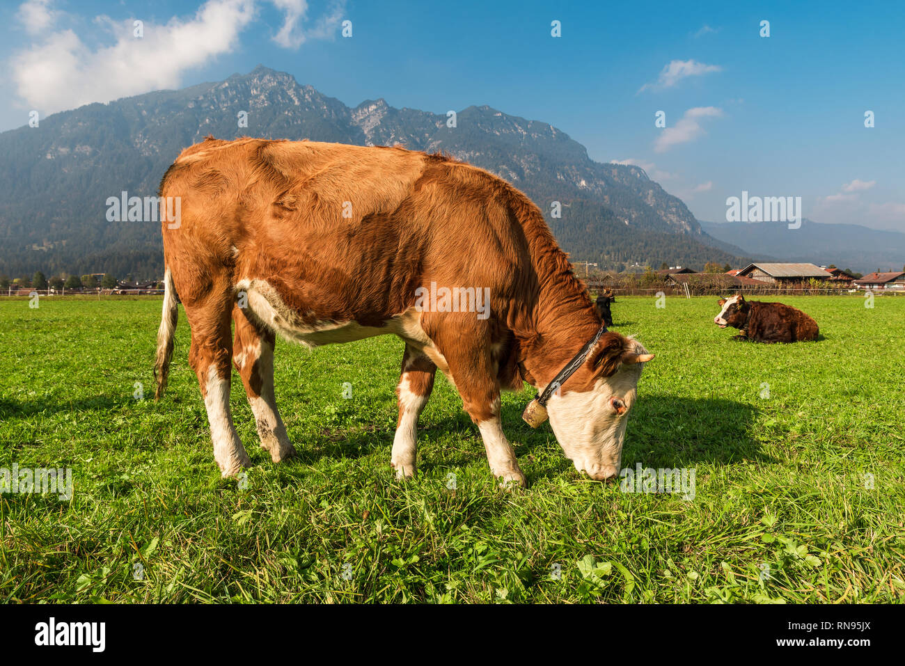 La vache mange de l'herbe alpine sur le champ vert à Alpes bavaroises, l'Allemagne en journée ensoleillée Banque D'Images