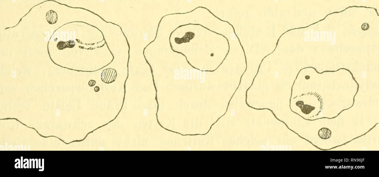 . Anatomischer Anzeiger. L'anatomie, l'Anatomie Comparée ;, comparatif. 419 die Polen zu den hinrücken Chromosomen, beginnt die la réinsertion des Kernkörperchens : die Substanz blasse bildet eine Art Gitter mit spitzen Winkeln, welche nach Außen gekehrt sind ; im Innern des Gitters liegen die eine Masse en zusammenfließenden Chromosomen ; es karat von sternartiges Kernkörperchen mit neuem ein stark ge- färbter blassen Mitte und die Strahlen Strahlen ; aber einge- zogen werden, und es karat ein homogenes, färbendes Sphäroid sich Stark. Ich gehe jetzt zum eigenen meiner Darlegung Beobachtungen Banque D'Images