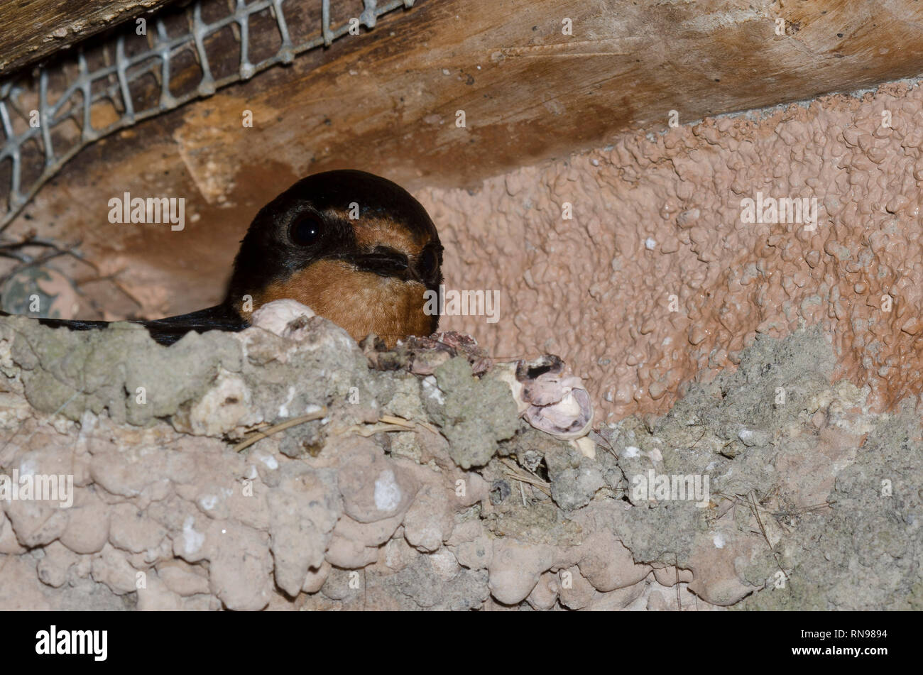 Hirondelle rustique Hirundo rustica, adultes, in nest Banque D'Images