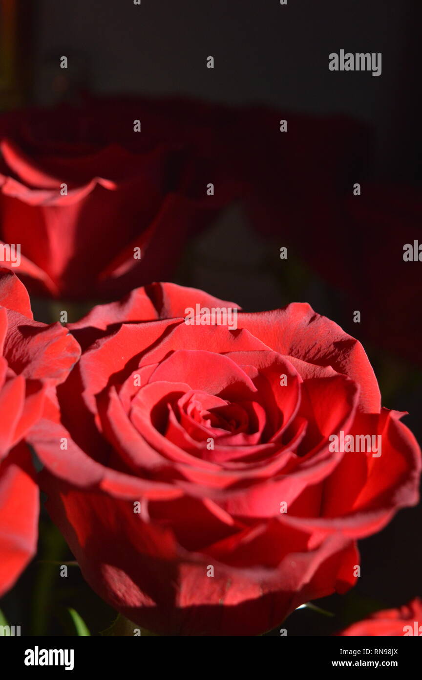 L'image d'un bouquet de roses dans la lumière du soleil Banque D'Images