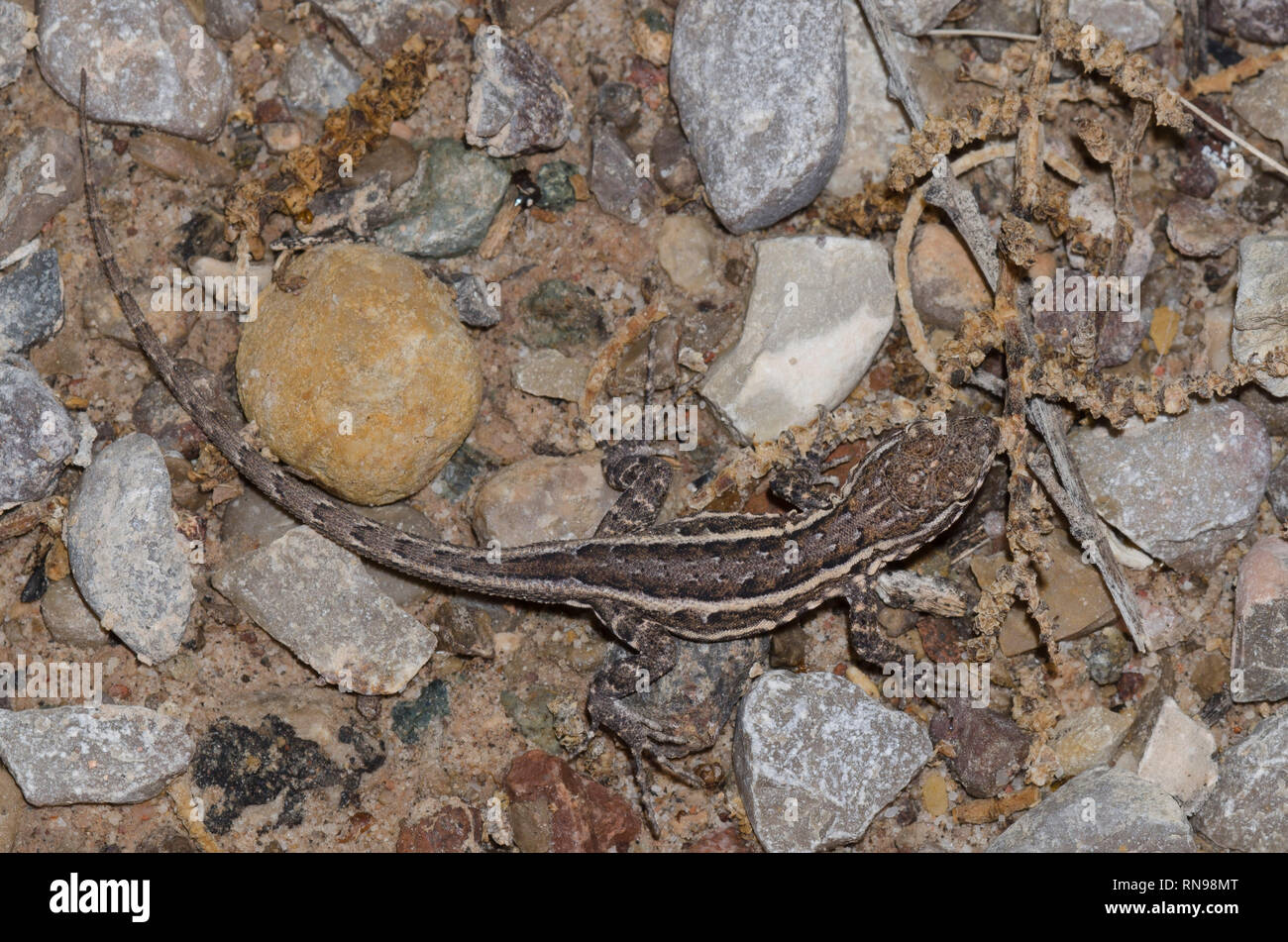 Prairie Lizard, Sceloporus consobrinus Banque D'Images