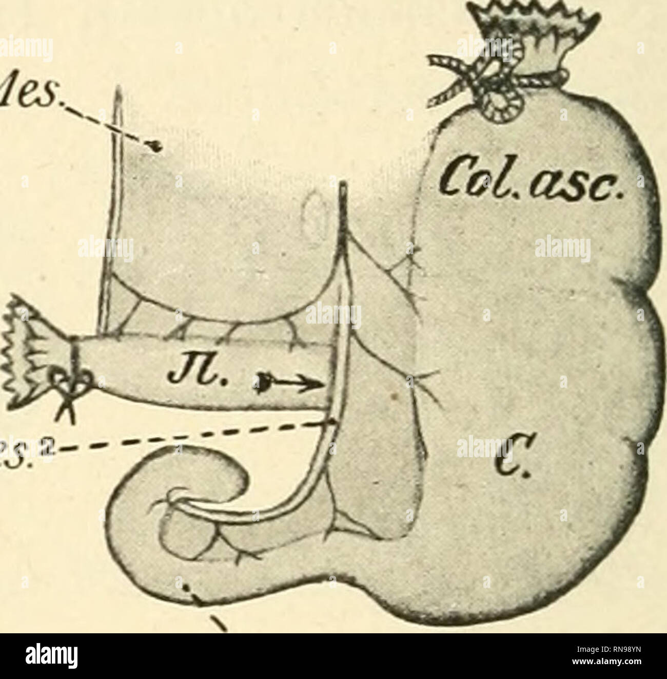 . Anatomische Hefte. Mes ^-.Mes. Mes.. P.v. P.v. Figg. 46 und 47. Un Peritonealverbindungen Übergangsstelle lleum der des dans den Cäcum Dickdarm suis und bei Hylobates agilis (juvenilis). Sind die Darmteile ^, aufgeblasen j/Naturgrösse. Un Ansicht von vorn ; B Ansicht von hinten. C.  = Cäcum ; le colonel asc.  = Colon ascendens ; II.  = lleum ; Mes.  = mésentère ; Mes.i I - Mesenteriolum anterius ; (PL il.-c. s.) j  = (PUca ileo-caecalis sup.) Mes.^ Mesenteriolum ; PI  = un quelconque. il.-c. i.  = Plica caecalis iléo-inférieurs, P. C.  = Processus vermiformis. Der Pfeil &gt ;-&gt ; zeigt die in den Zugangsrichtung Recessu Banque D'Images